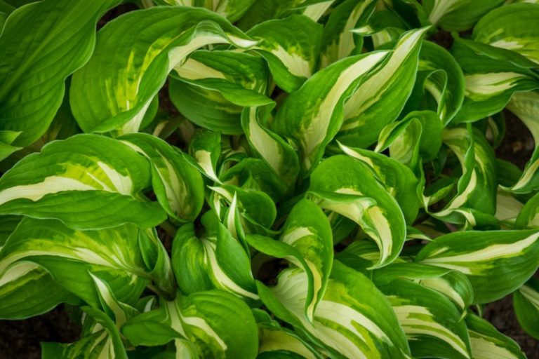 15 Perfect Minnesota Perennials Garden Lovers Club