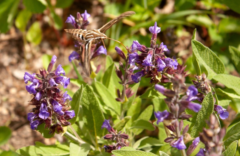 Hummingbird-Sage