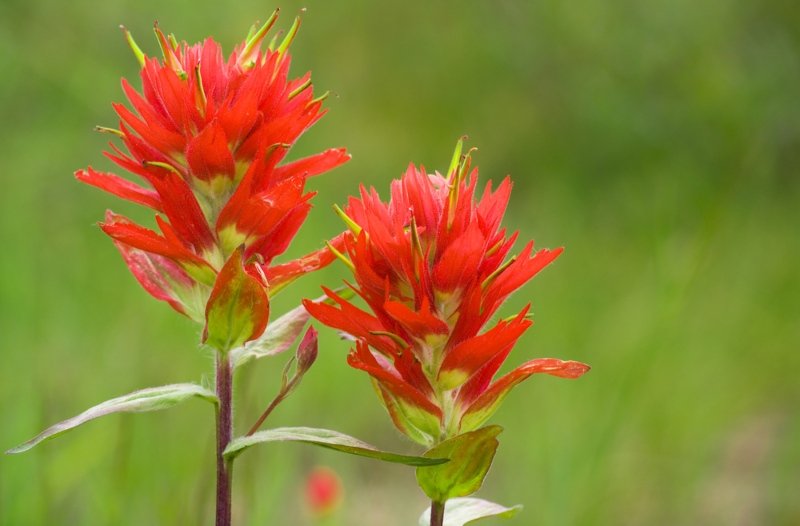 Indian-Paintbrush