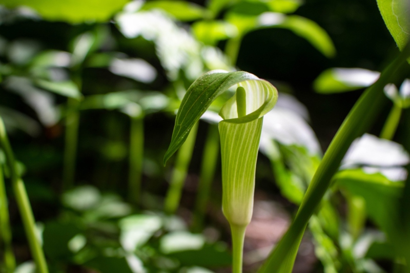 Jack-in-the-Pulpit