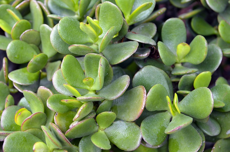 Jade