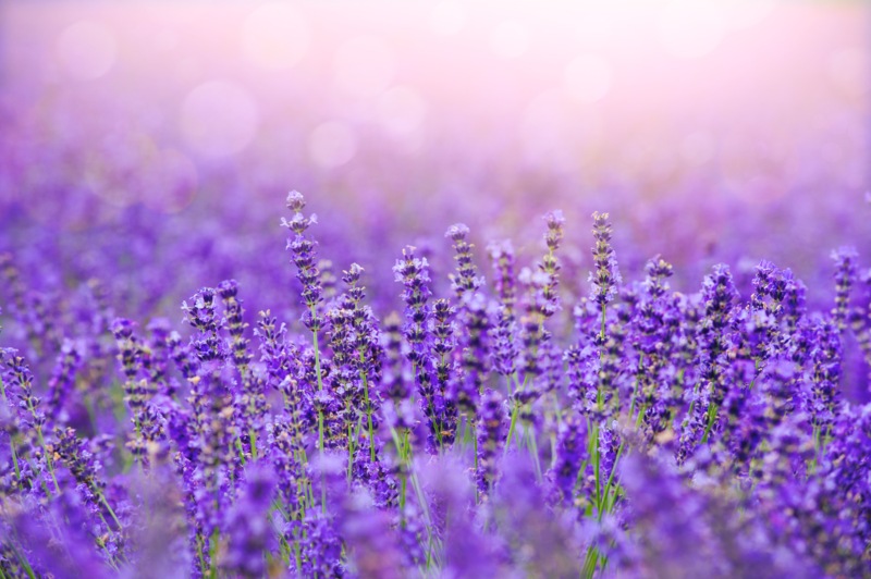 Lavender