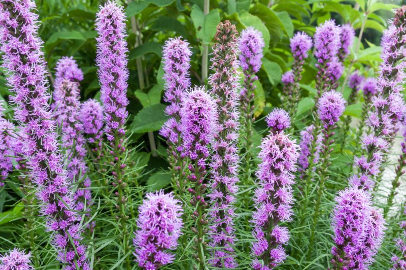 Liatris-Spicata