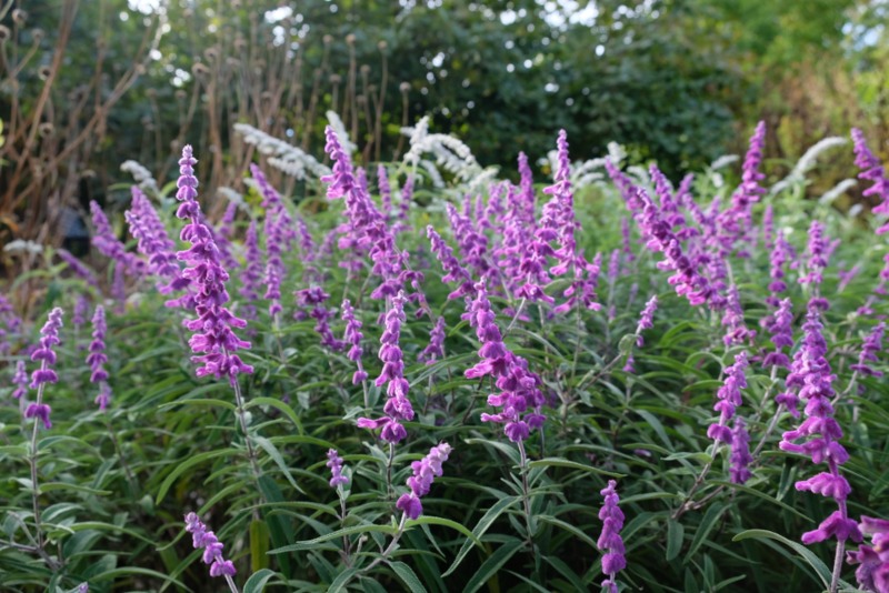 Mexican-Bush-Sage