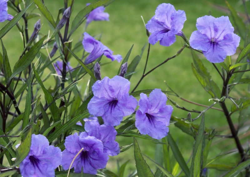 Mexican-Petunia