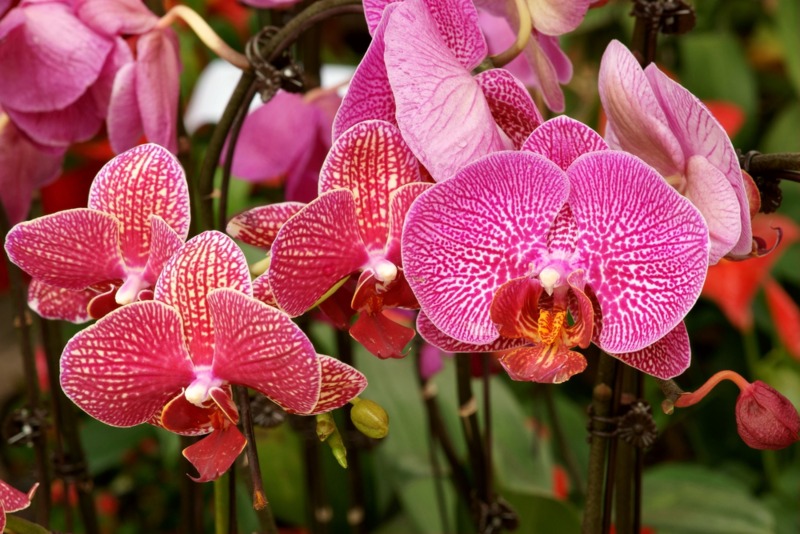 Moth-Orchid