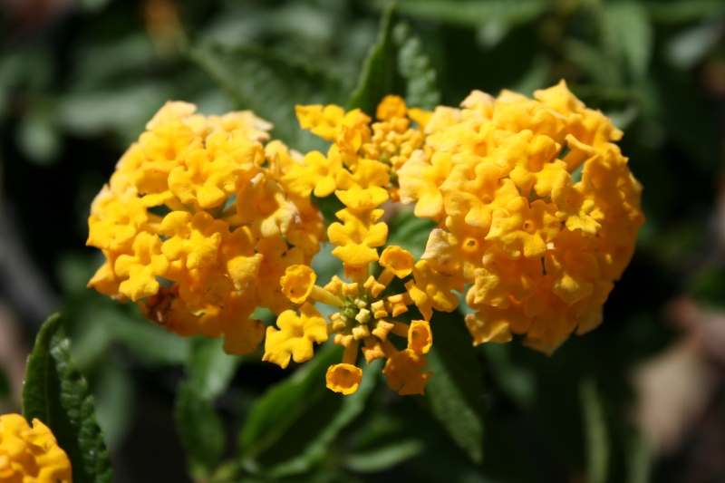 New-Gold-Lantana