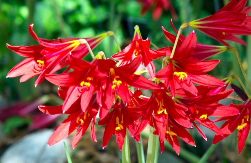 Oxblood-Lily