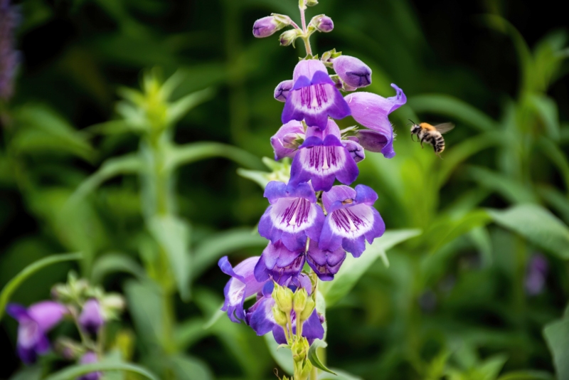 Penstemon