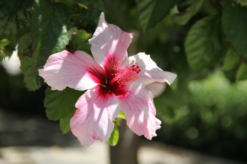 Perennial-Hibiscus