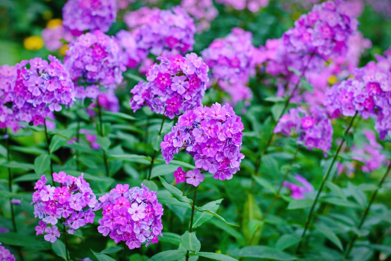 Phlox