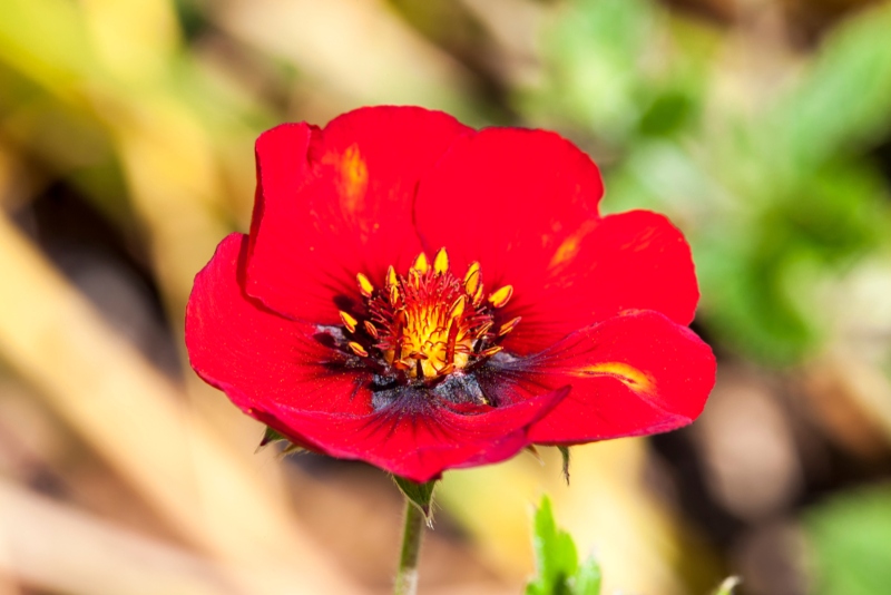 Potentilla-Flamenco