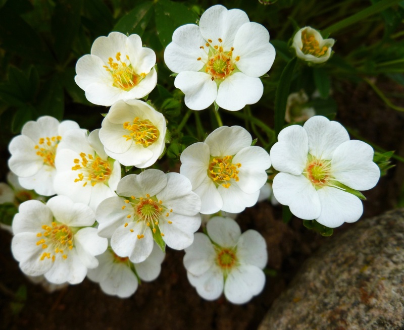 Potentilla-alba-(White-Cinquefoil)