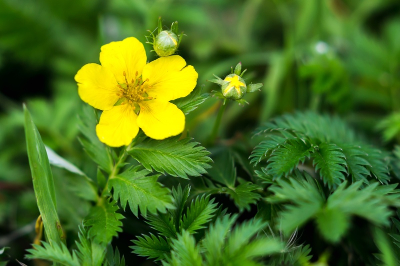 Potentilla-anserina-Silverweed