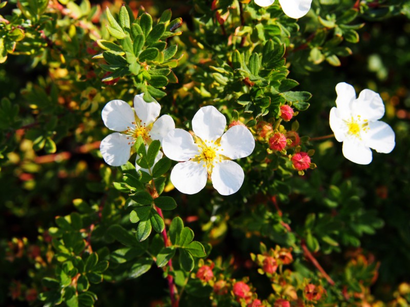 Potentilla-fruticosa-Abbotswood-Shrubby-Cinquefoil