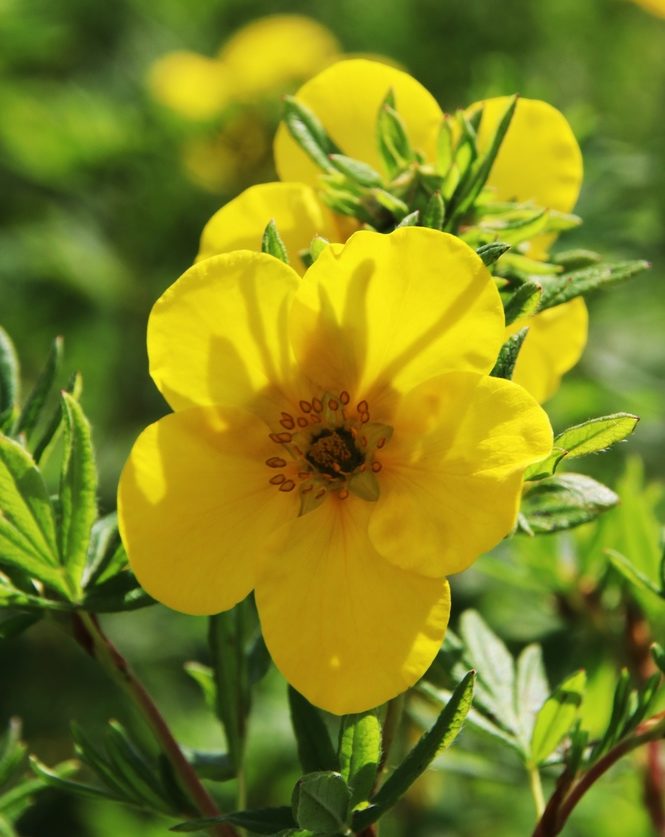 Potentilla-fruticosa-Goldfinger-Shrubby Cinquefoil