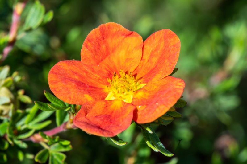 Potentilla-fruticosa-Red-Ace