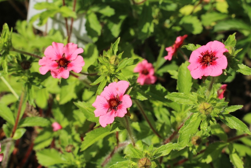 Potentilla-nepalensis-Nepalese-Cinquefoil