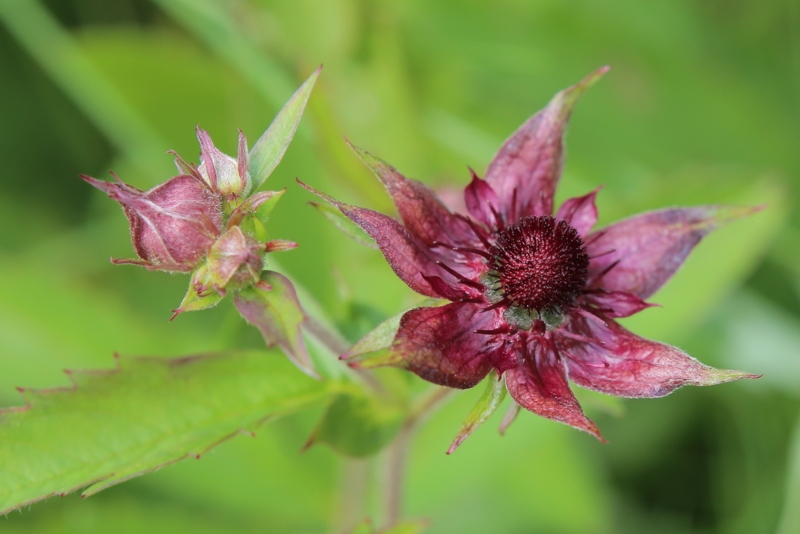 Potentilla-palustris-Marsh-Cinquefoil