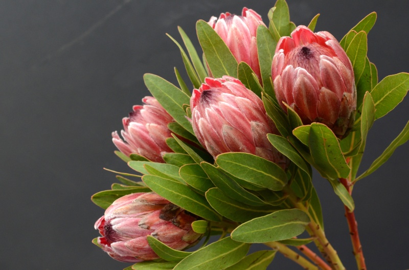 Protea