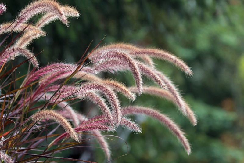 Purple-Fountain-Grass