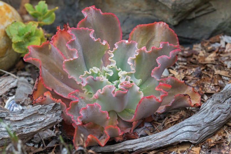 Ruffled-Echeveria