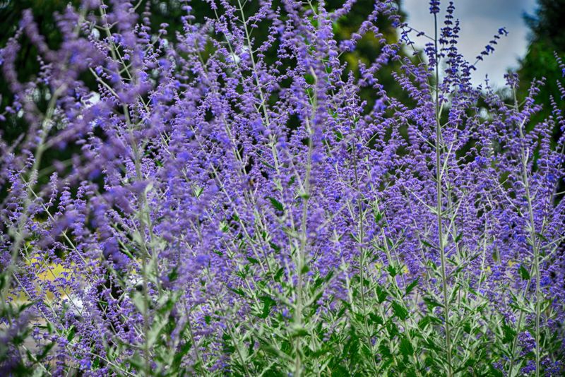 Russian-Sage