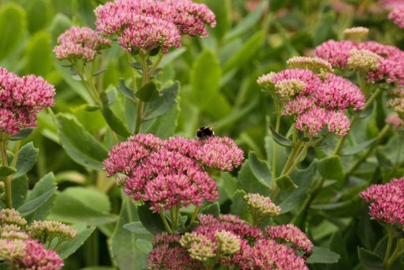 15 Perfect Minnesota Perennials Garden Lovers Club