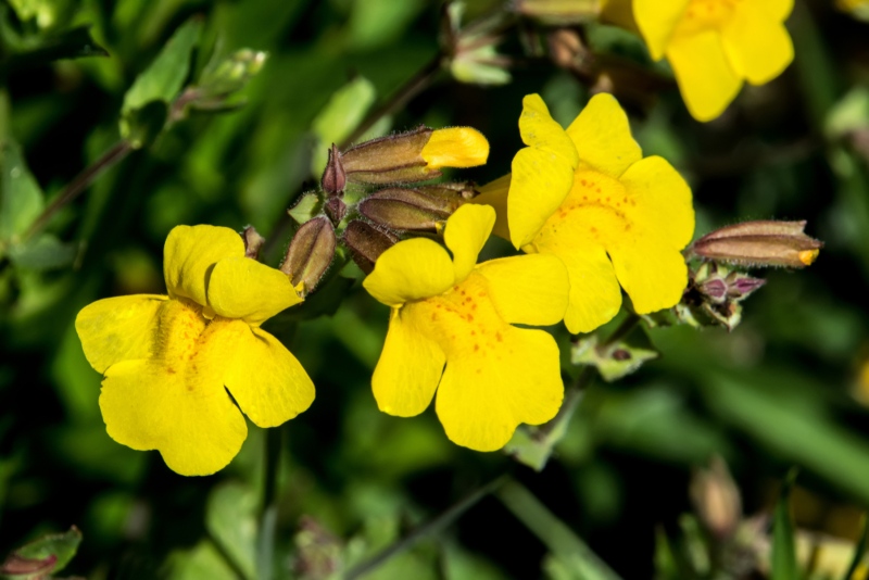 Seep-Monkeyflower