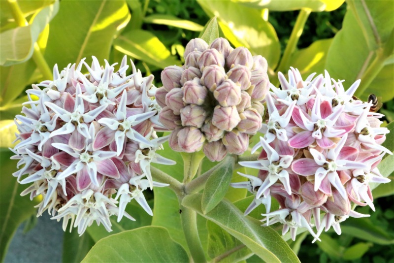 Showy-Milkweed