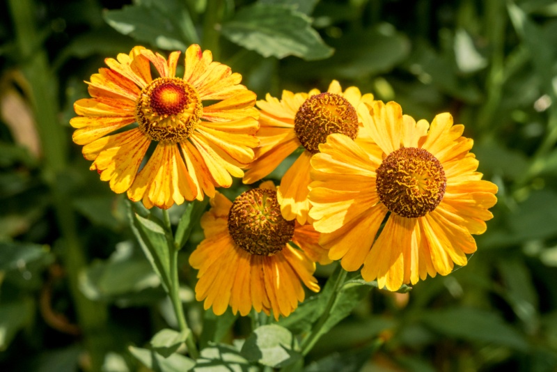 Sneezeweed