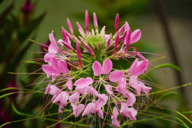 Spider-Flower