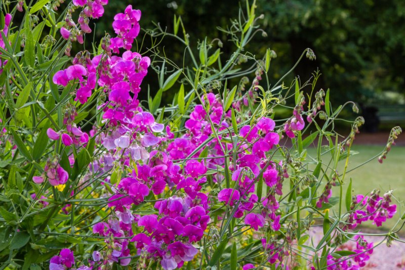 Sweet-Pea-(Lathyrus-latifolius)