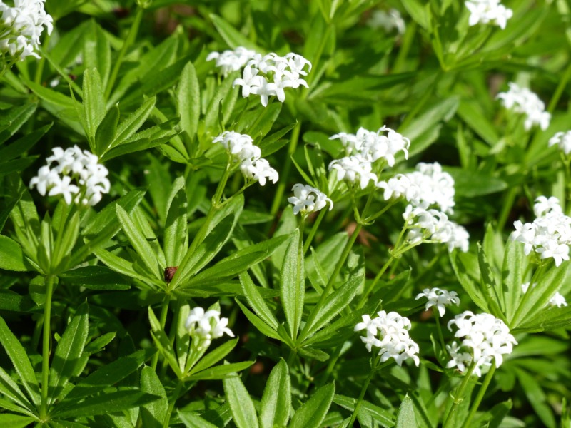 Sweet-Woodruff