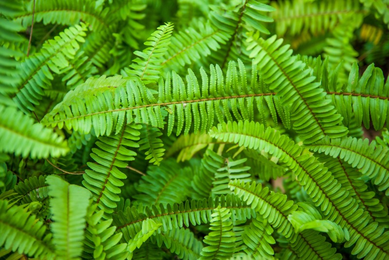 Sword-Fern