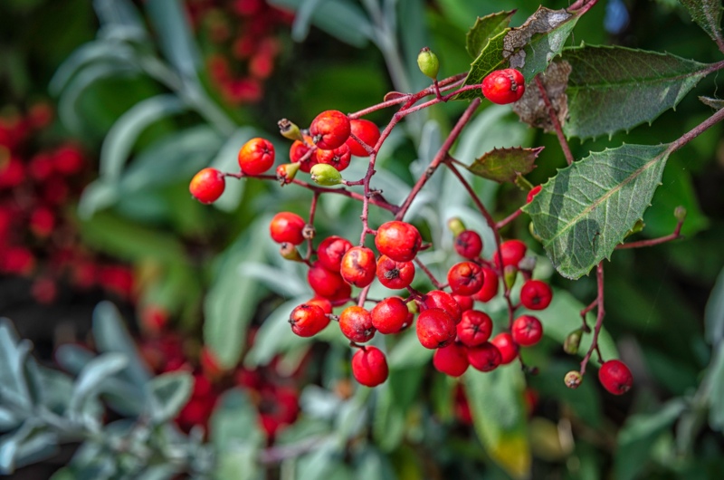 Toyon-(Heteromeles-arbutifolia)