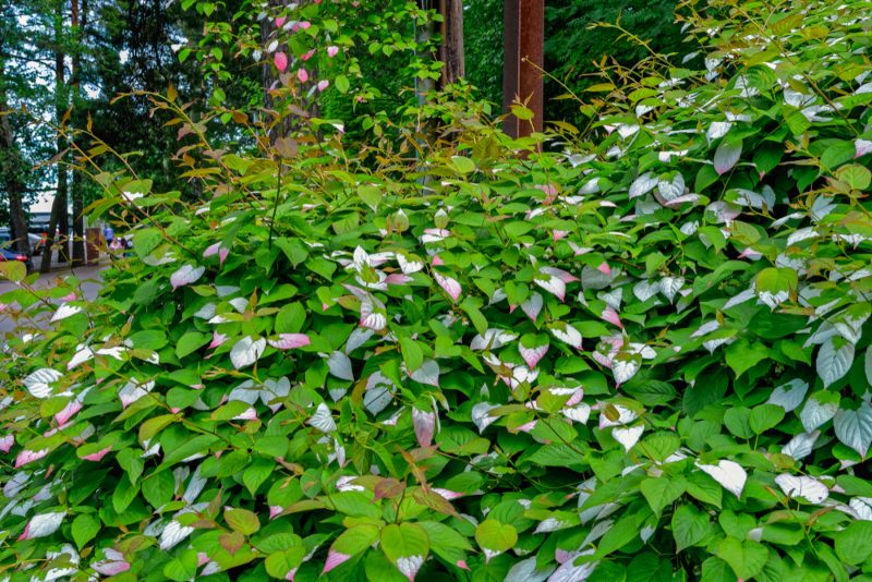 Tri-Color Kiwi-(Actinidia-kolomikta)