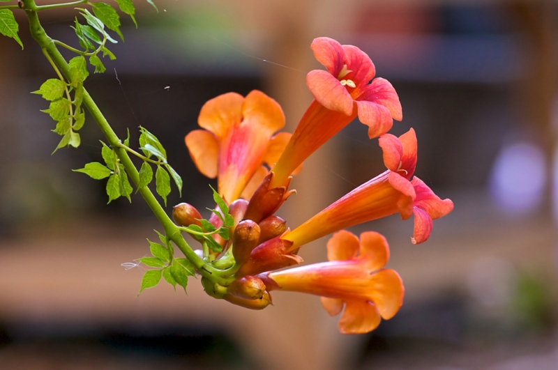 Trumpet-Vine