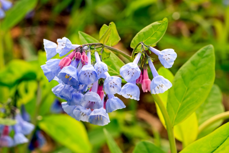 Virginia bluebells