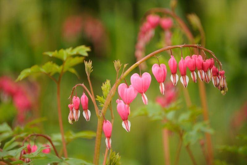 Western-Bleeding-Heart