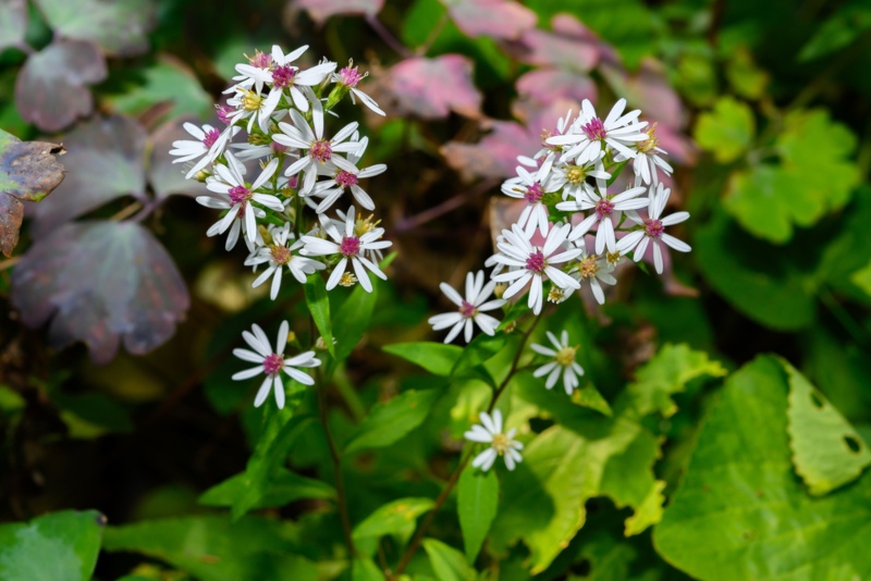 White-Wood-Aster