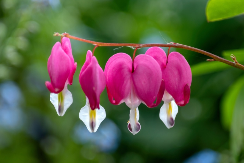 Wild-bleeding-heart