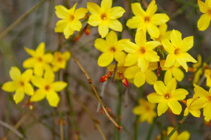 Winter-Jasmine