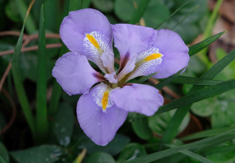 Algerian-iris
