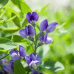 Baptisia-False-indigo-Australis