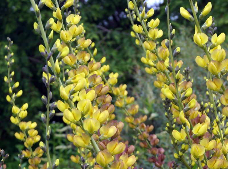 Baptisia-'Solar Flare'