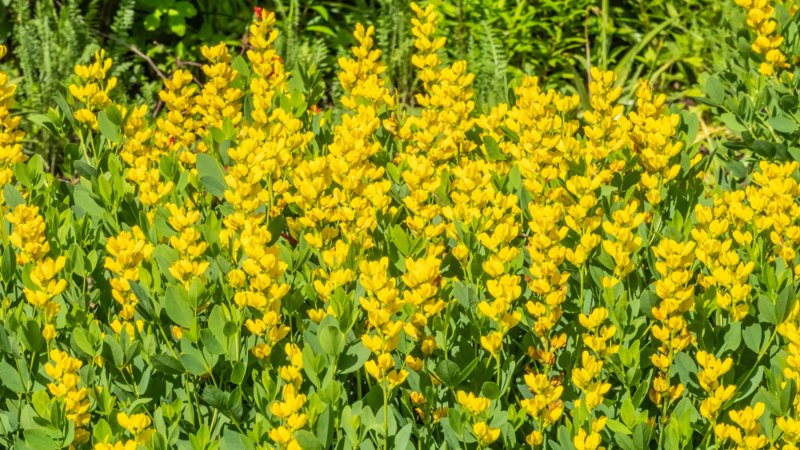 Baptisia-Sphaerocarpa 'Screamin' Yellow'