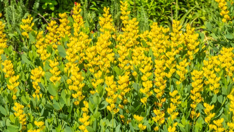 Baptisia-Sphaerocarpa 'Screamin' Yellow'