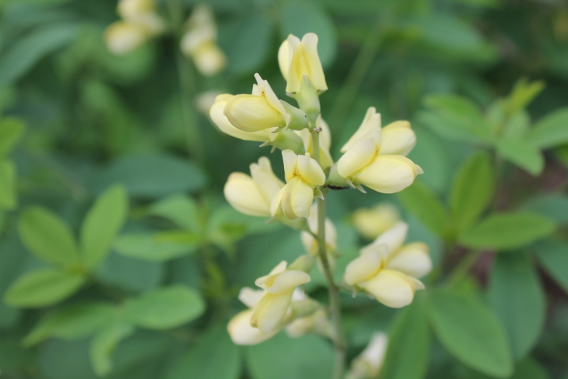 Baptisia-Tinctoria