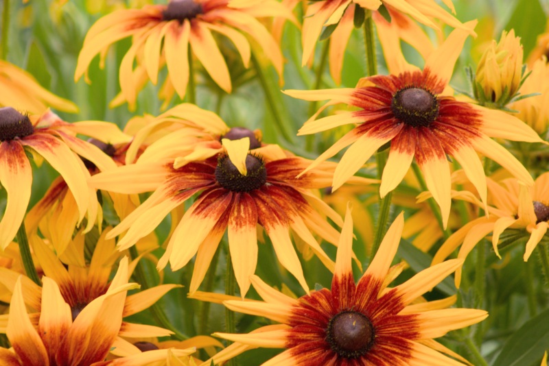 Cappuccino-Rudbeckia